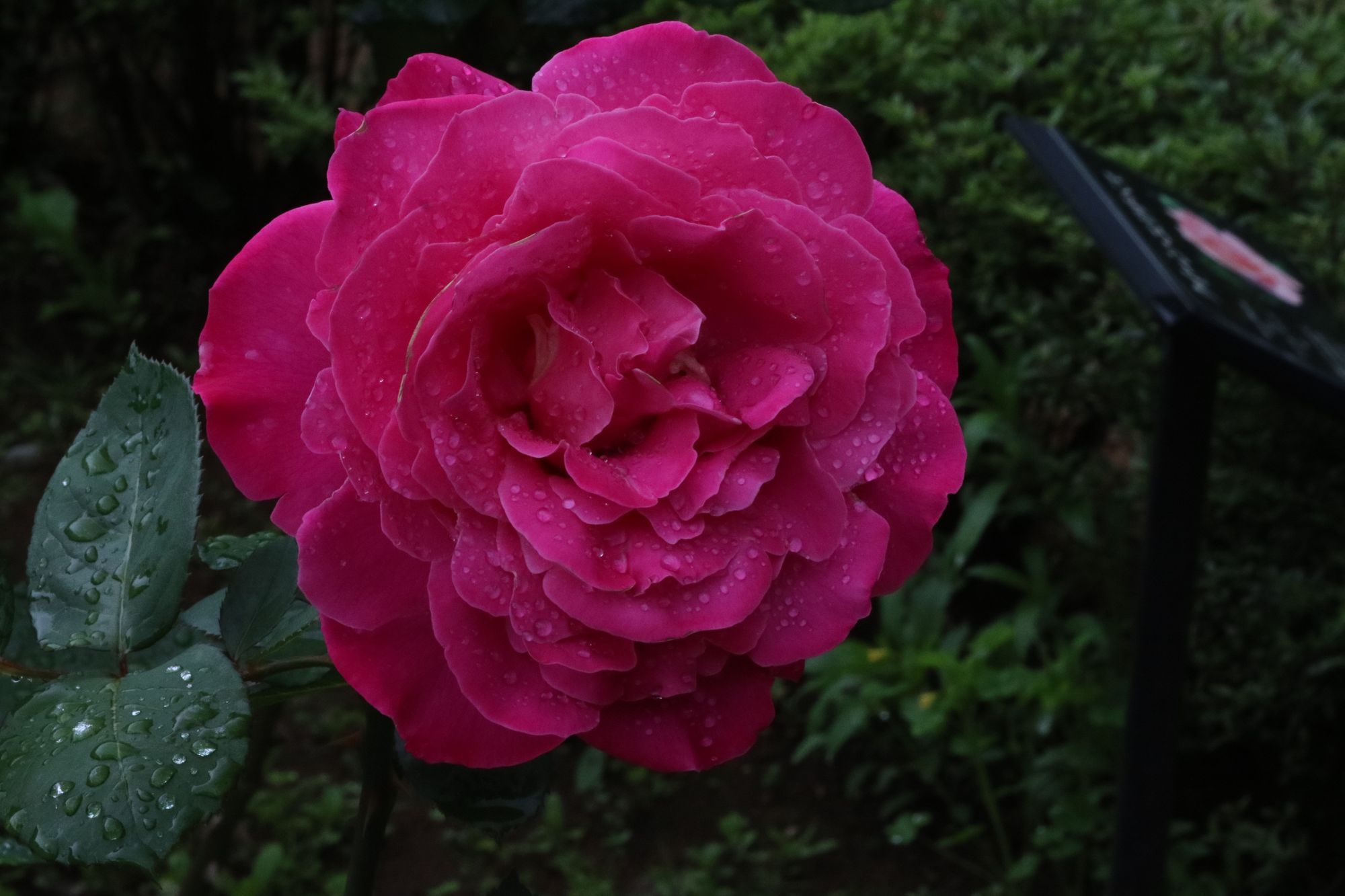 IMG_1863.resized.jpg